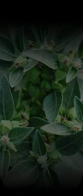 Ashwagandha